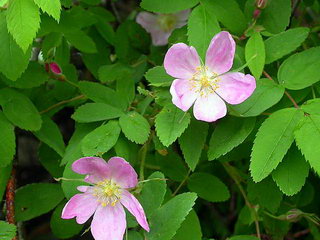 رزشمالی، رز تیغ دار